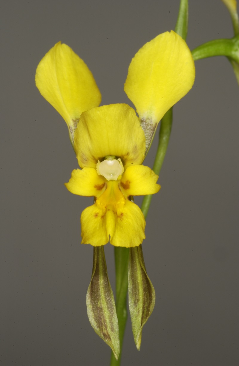 A picture of a lemon-coloured native orchid.