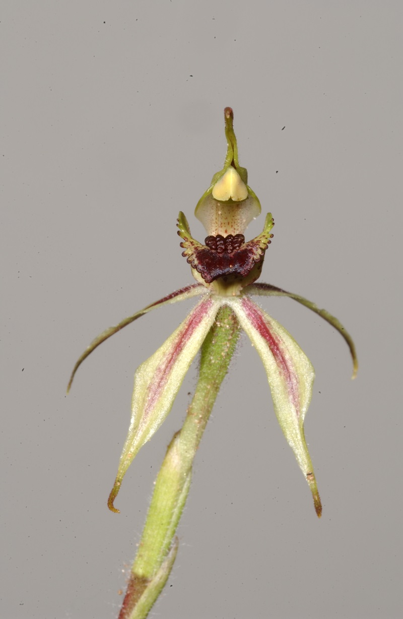 The striking tongue orchid, with colours of green, dark pink and yellow.