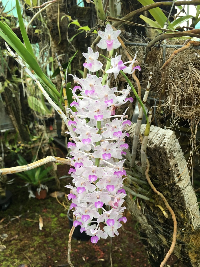 Cluster of white and purple flowers or an orchid in a glass house.