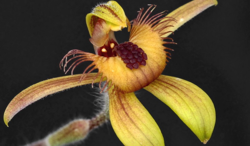 The dancing spider orchid (Caladenia discoidea).