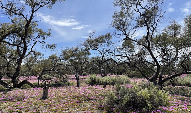 Black box (Eucalyptus largiflorens) community with wildflowers (Carpobrotus glaucescens) growing after recent rains at Riverland, South Australia (one of Ramsar project study sites).  Photographer: Sophie Gilbey