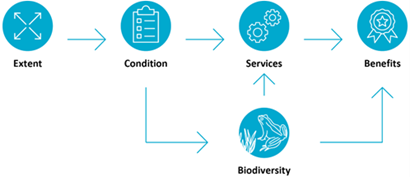 Flowchart of the project's processes and environmental-economic accounts. 