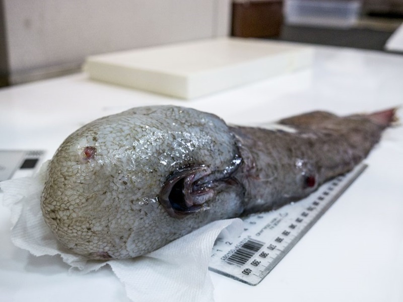 A faceless blob fish being measured with a ruler.