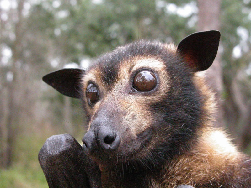 A spectacled flying fox.