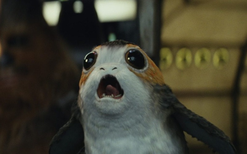 An image of the fictional porg animal in Star Wars.