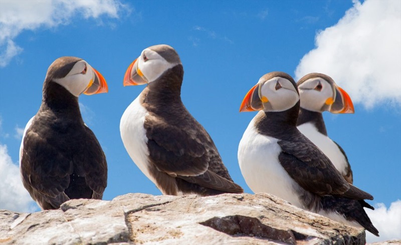four puffins standing on a rock.