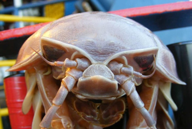 Close up of a giant isopod face.