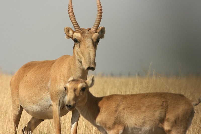 Photograph of a Saiga antelope.