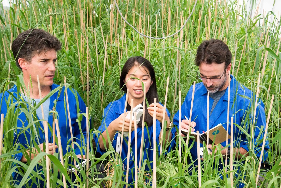 Three researchers test the PhotosynQ handheld device surrounded by crops