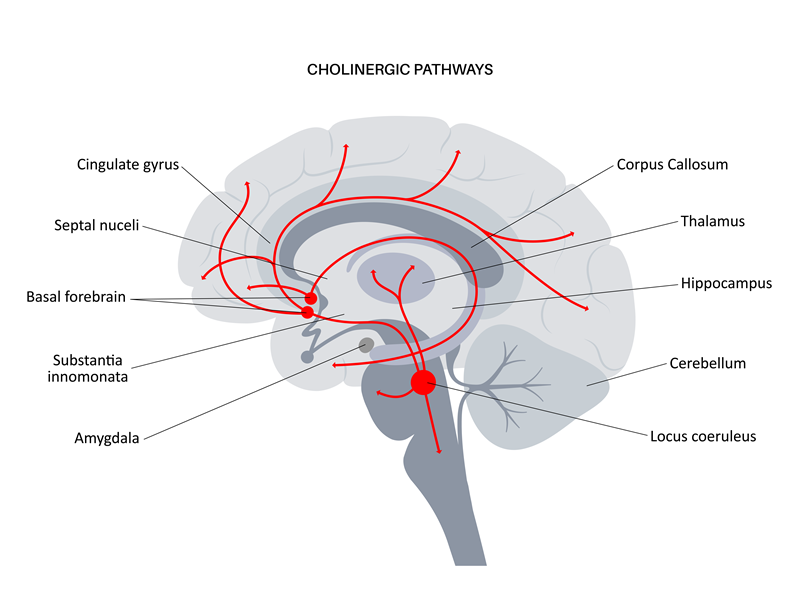 Diagram showing the cholinergic pathways in the human brain