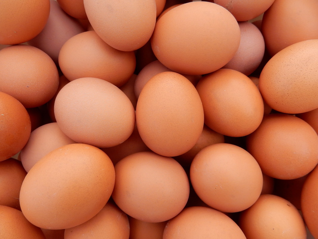 Egg quality and safety - CSIRO