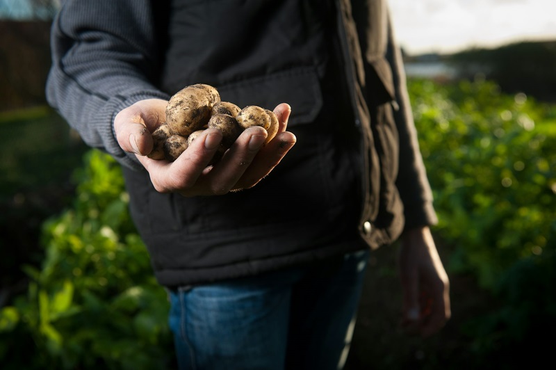 A man holding potatoes in a field.