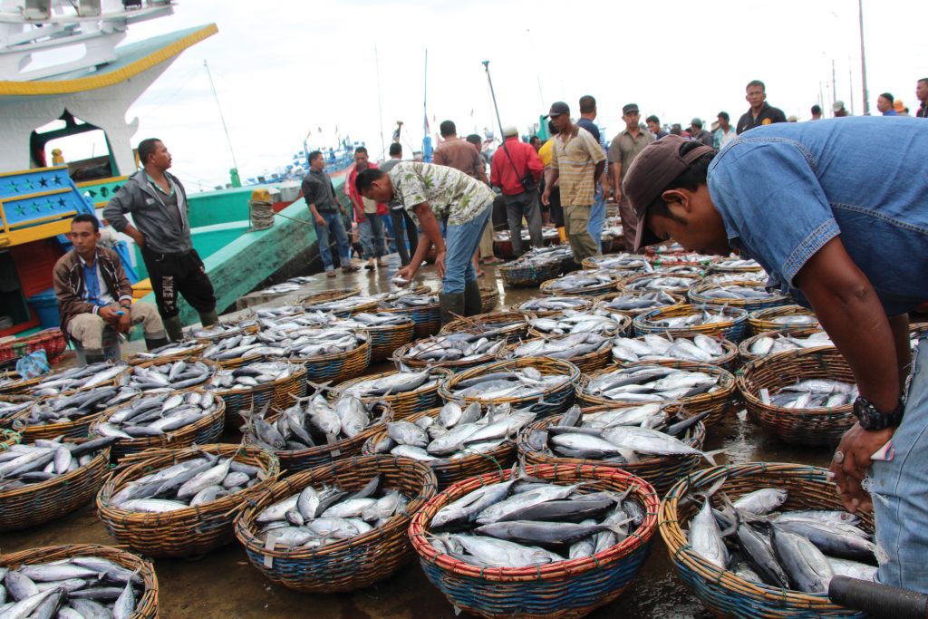 People sorting fish into buckets in Indonesia