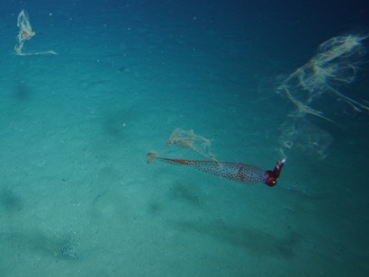 An underwater image of a squid.