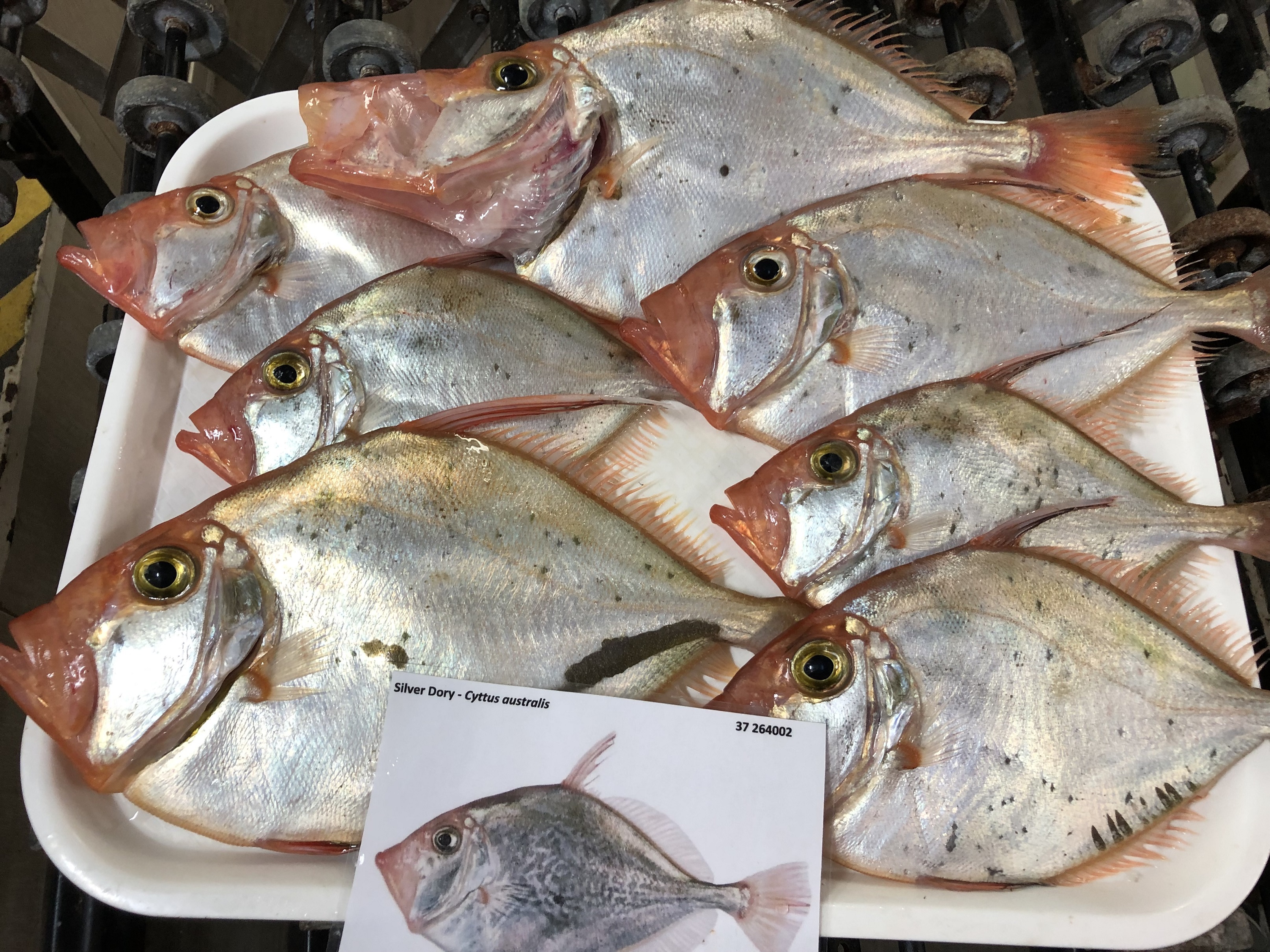 Several large silver fish in a white plastic tray.