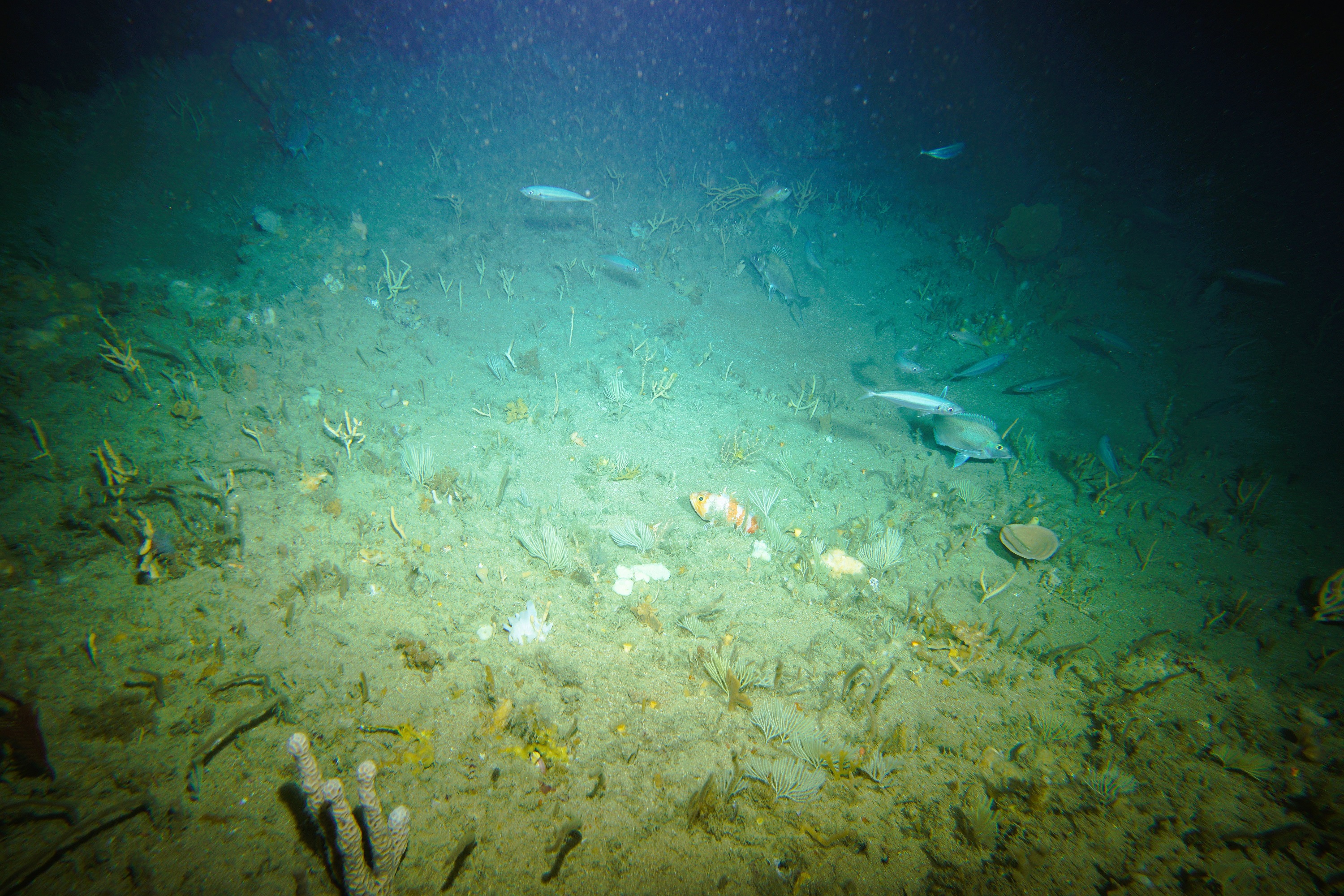 An underwater view of the seafloor showing fish, sponges and coral.