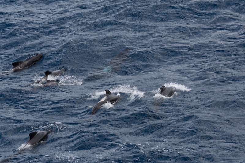 A group of whales on the ocean surface.