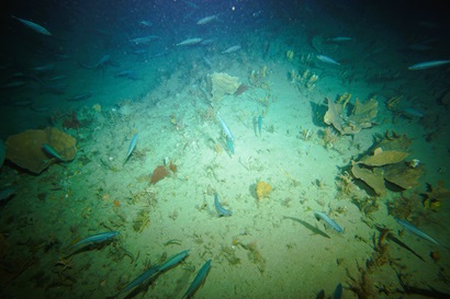 An underwater image of the seafloor with fish and other marine life.