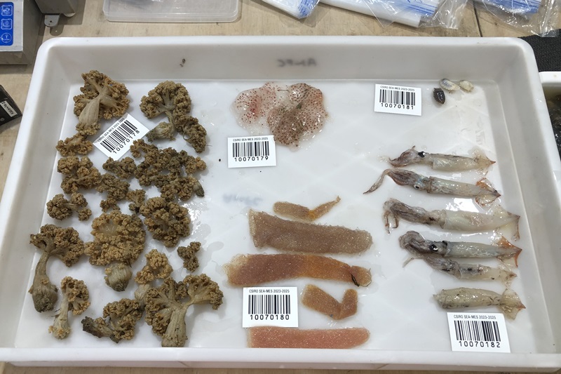 A tray with a variety of different marine species on it.