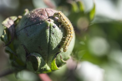 Caterpillar on green flower pod