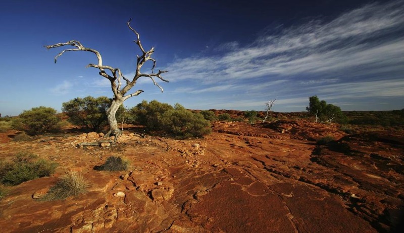 A dead tree on a rocky outcrop against a blue sky