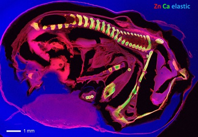 Detailed elemental image of mouse embryo cross-section