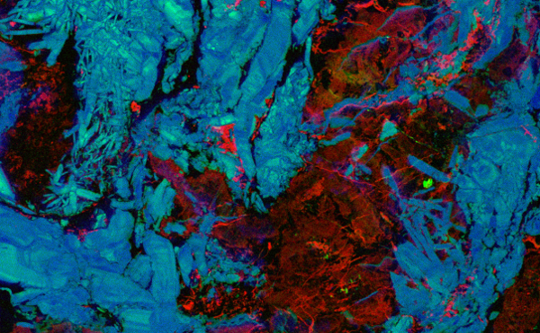 Three element composite checmial maps of calcium, stronium and barium of drill core sample collected on the Australian Resources Characterisation Facility (ARCF) Maia Mapper prototype.