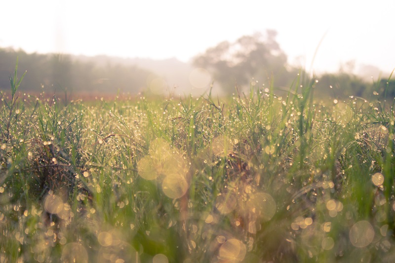 Dewy landscape at sunrise