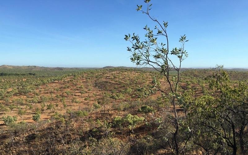 Scrub bush landscape of McArthur Basin 