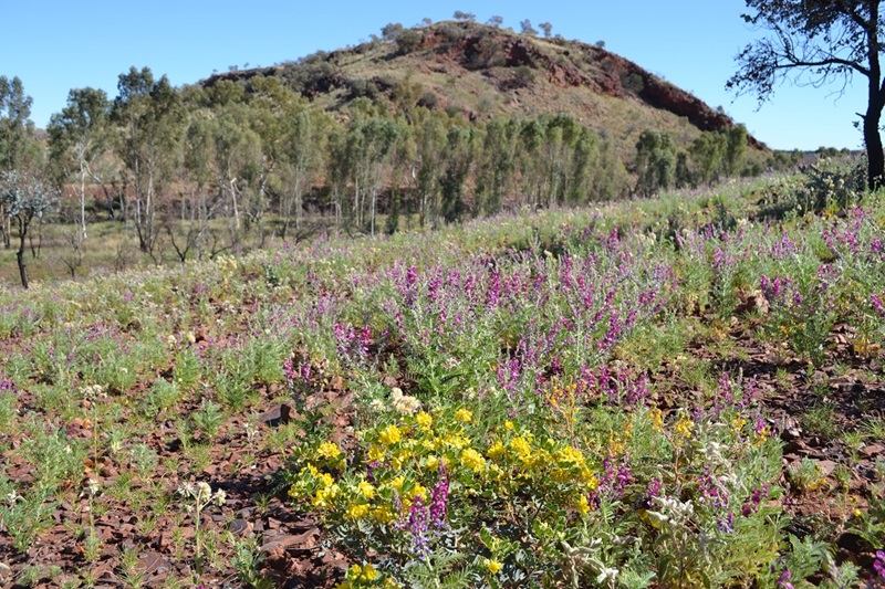 Wildflowers in landscape