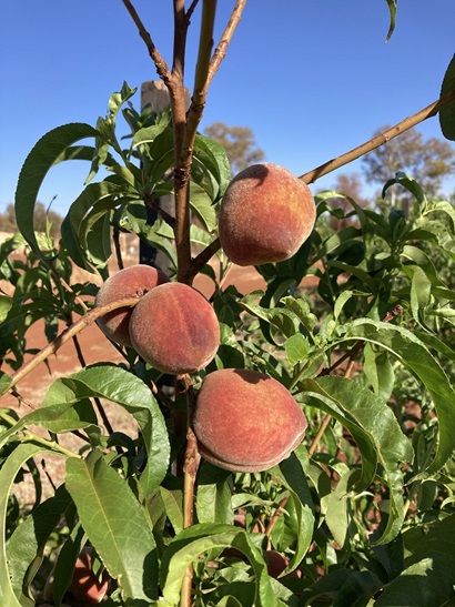 Peaches on tree