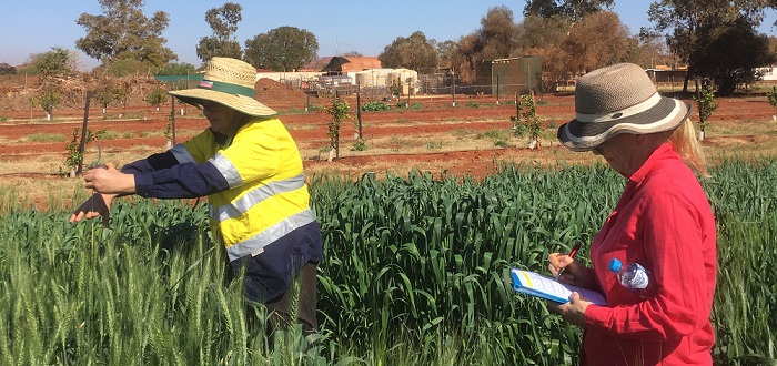 Two femaile researchers in green field of wheat