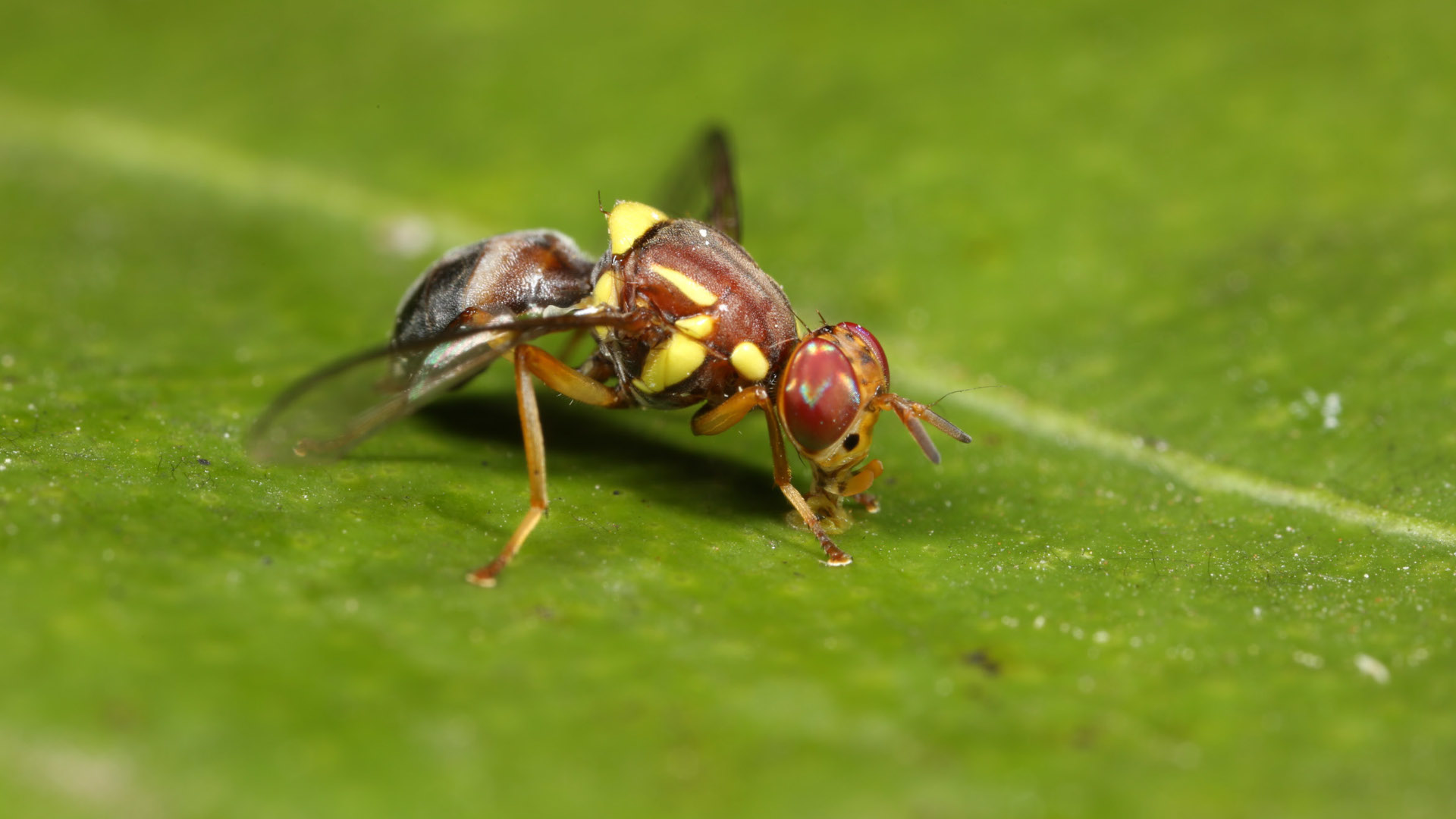 New Markets On The Menu With Plant Biosecurity Tool - CSIRO