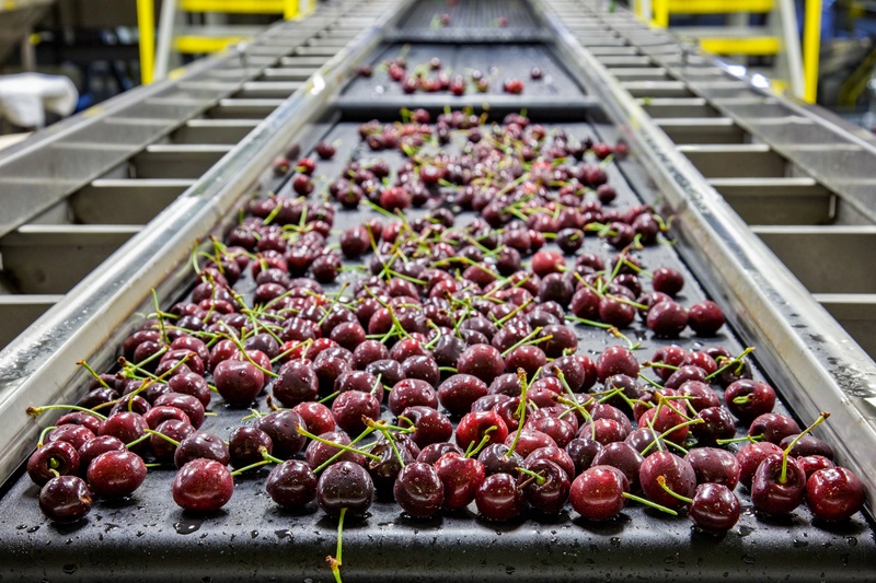 Cherries on conveyor