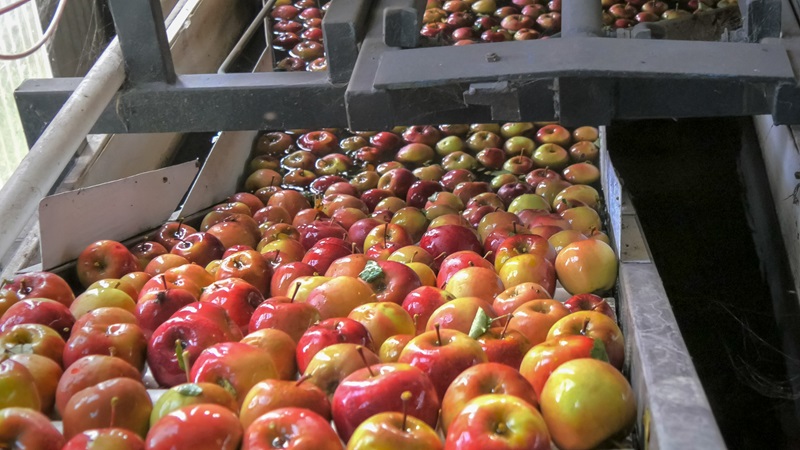 Fuji apples in packing house