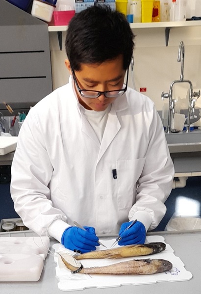 A person wearing a white lab coat and blue gloves in a lab setting using foreceps to remove tissue samples from two preserved fish specimens lying on the bench in front of him.