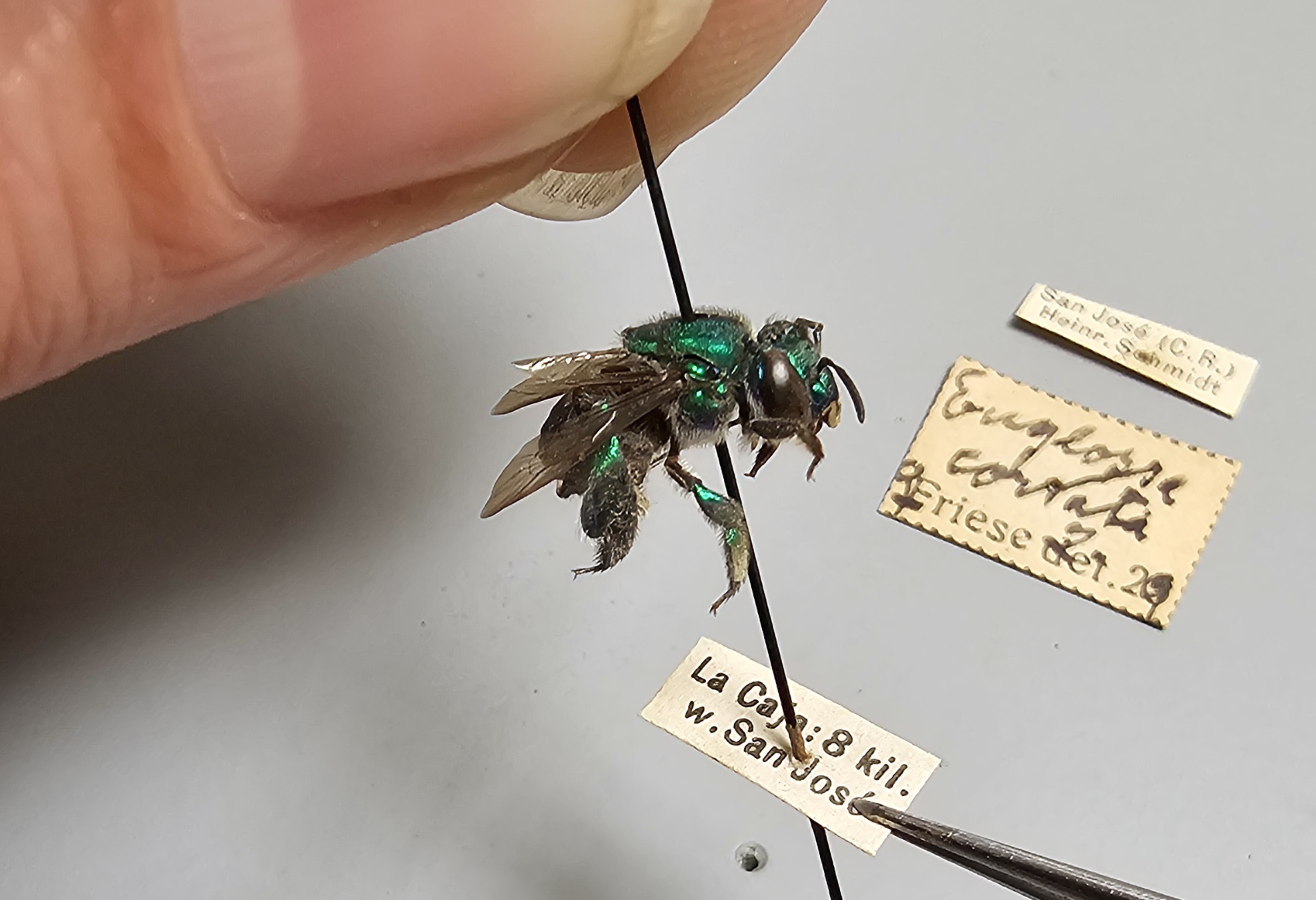 Close up of fingers holding a pinned fly and its labels