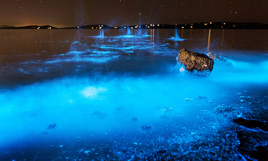 Algae environmental research - CSIRO