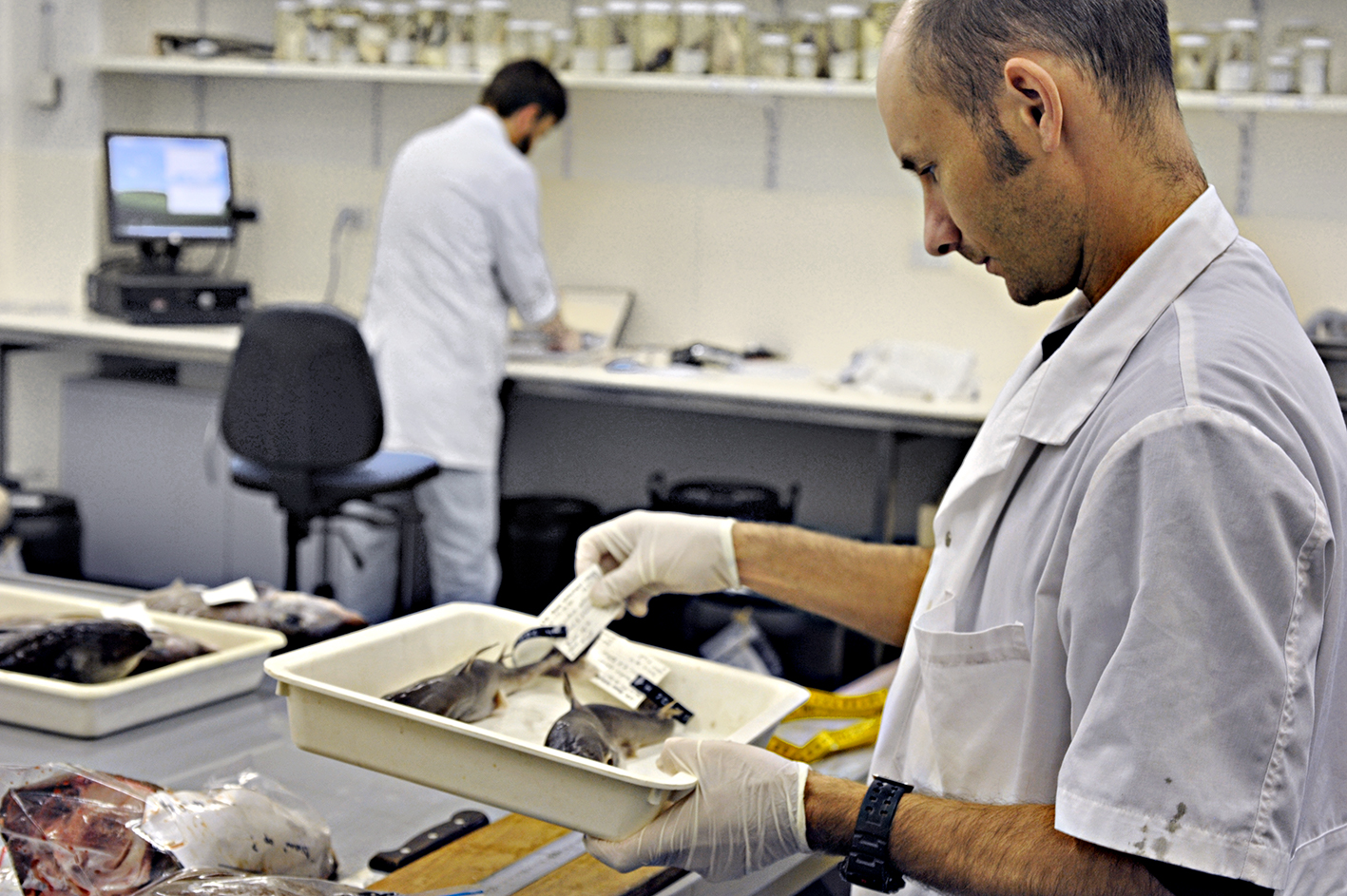 Two scientists wearing white lab coats in a room, one looking at a tray containing preserved fish specimens.