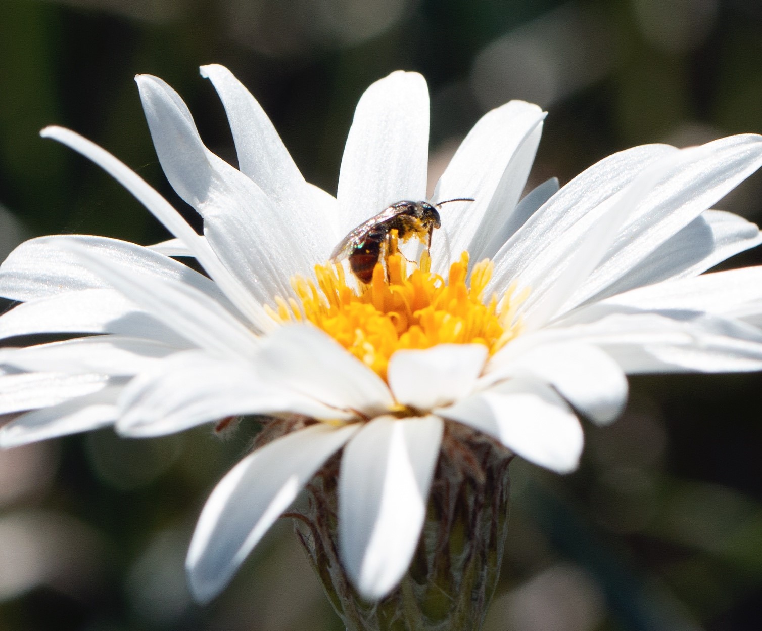 A honey bee visiting a native flower.