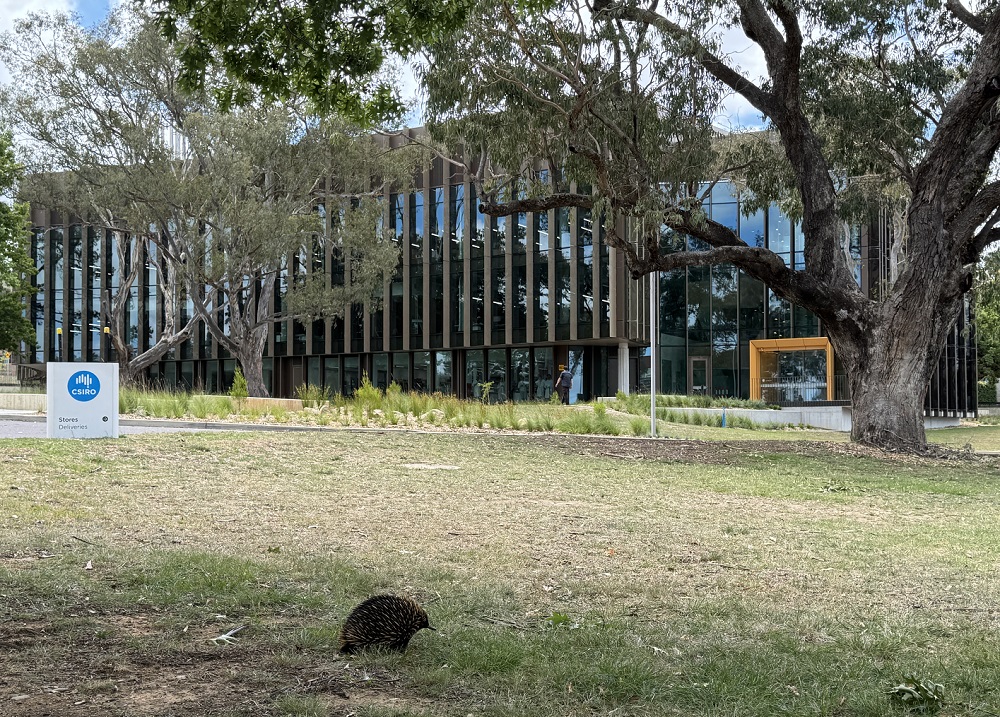 Photo of a three storey building with an echida and eucalypts in the foreground