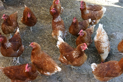 Fouteen brown chickens standing close together on a dirt floor, with some strands of hay.