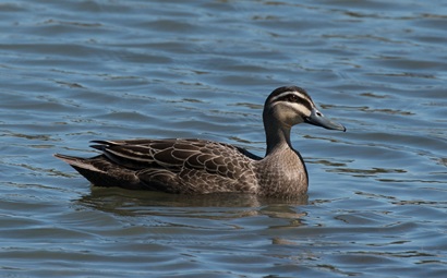 A single duck floating on water.