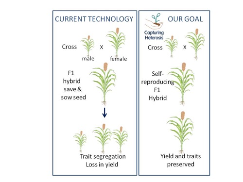Diagram to explain capture heterosis (hybrid vigour) in cowpea and sorghum crops.
