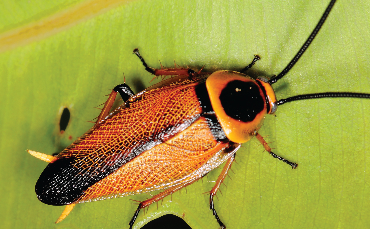 Cockroaches vs furry slippers - CSIRO