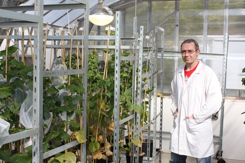 CSIRO scientist Tom Walsh working in the greenhouse