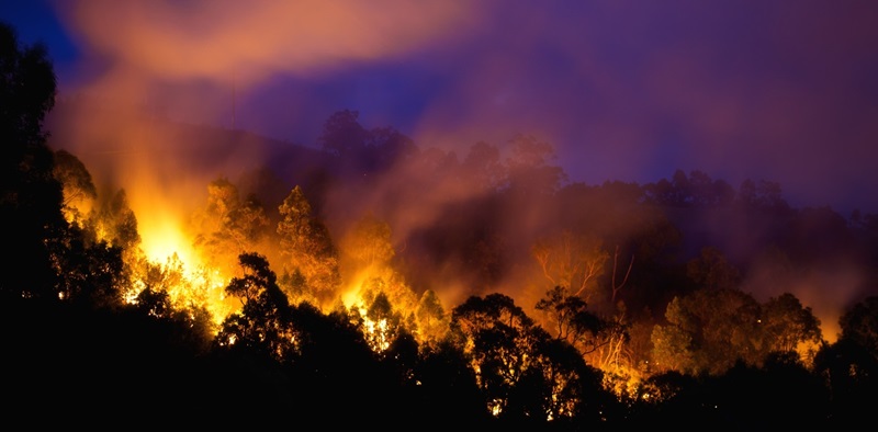 Bushfire in a forest at night, with dark trees being engulfed by flames, below a deep blue dark sky.