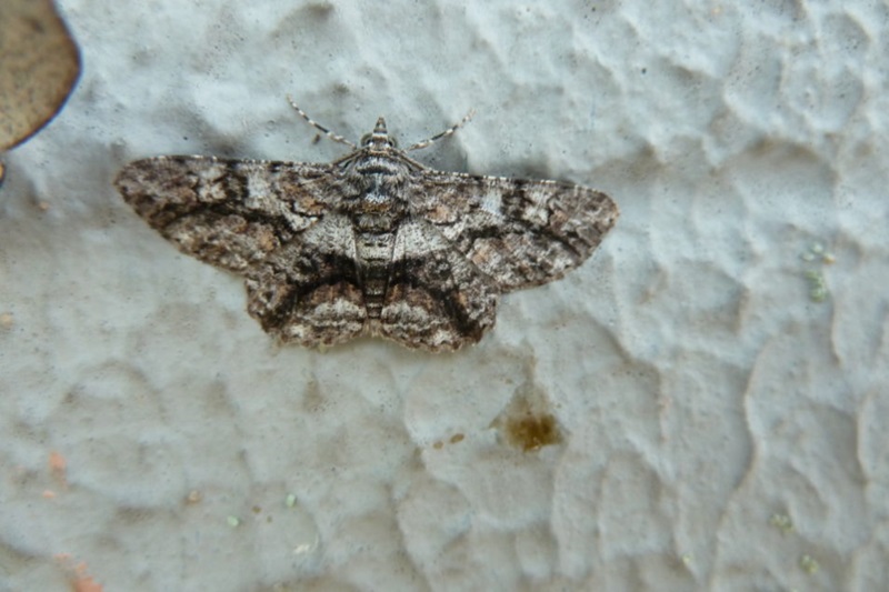 Close up of the Moth of the species Cleora displicata