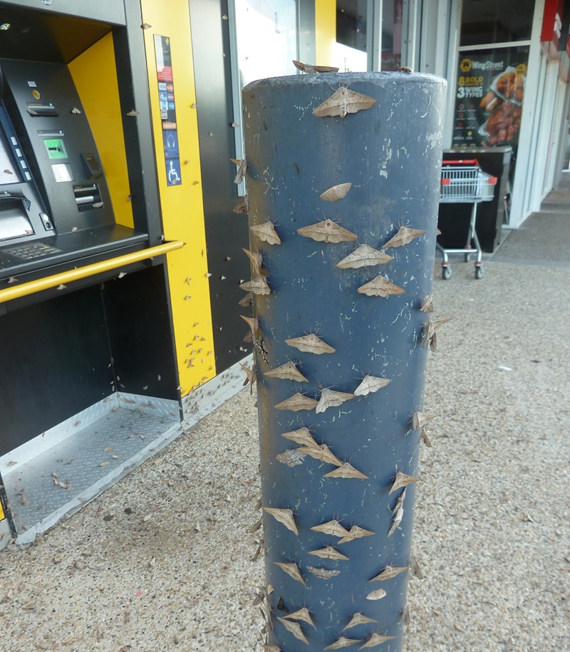 Close up of moths on the bollard outside the Commonwealth bank, most of the moths being from the species Antictenia punctunculus 