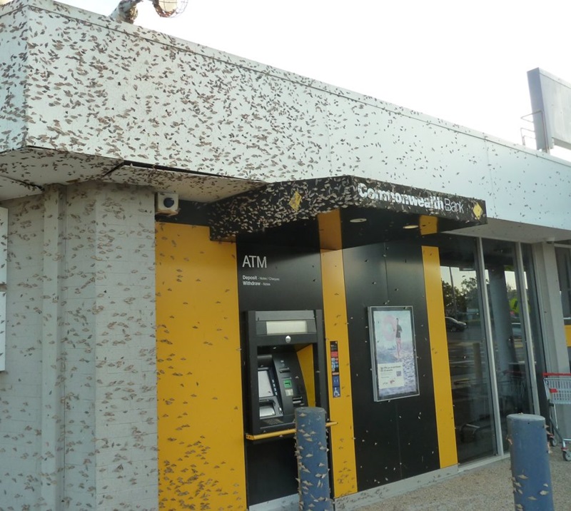 Hundreds of moths swarm outside the Commonwealth bank branch, settling on the ground, the walls, the ATM machine and the bollard.